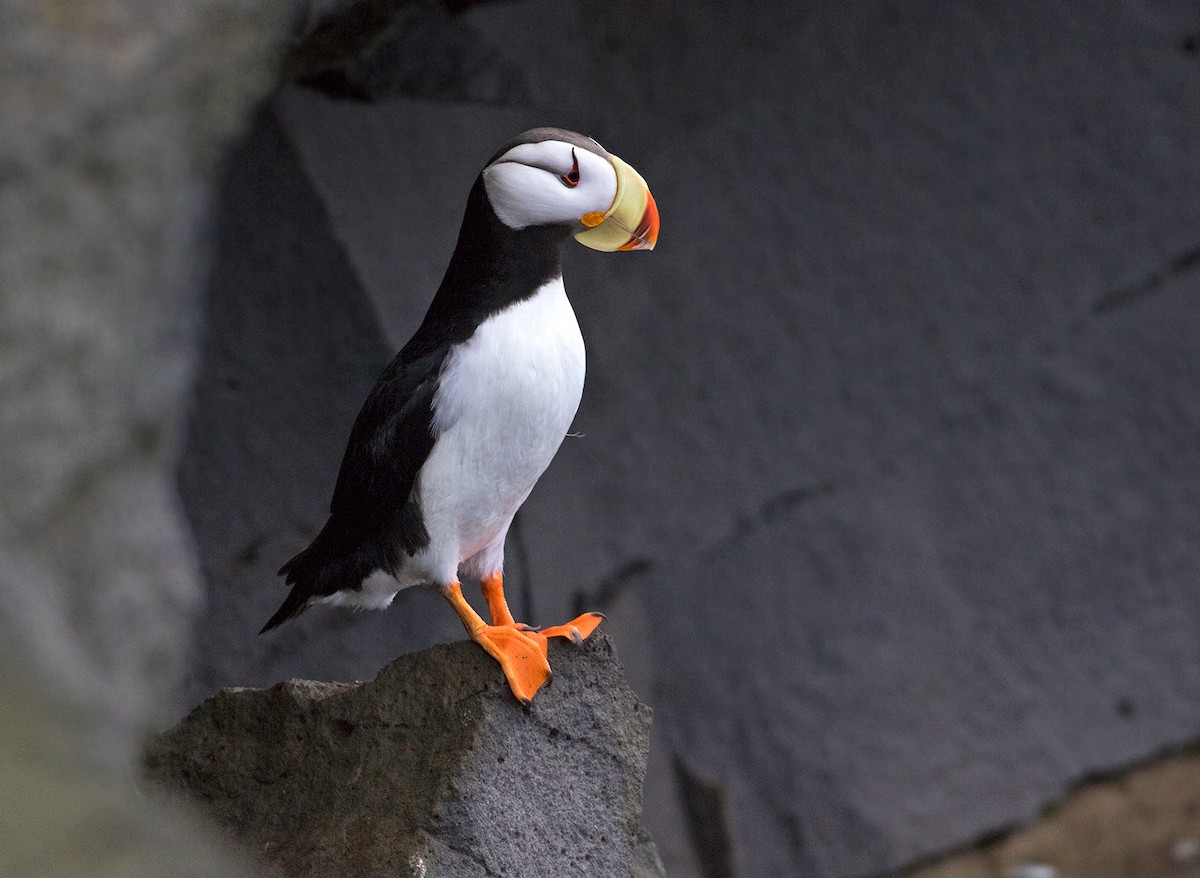 Horned Puffin - Sam Woods