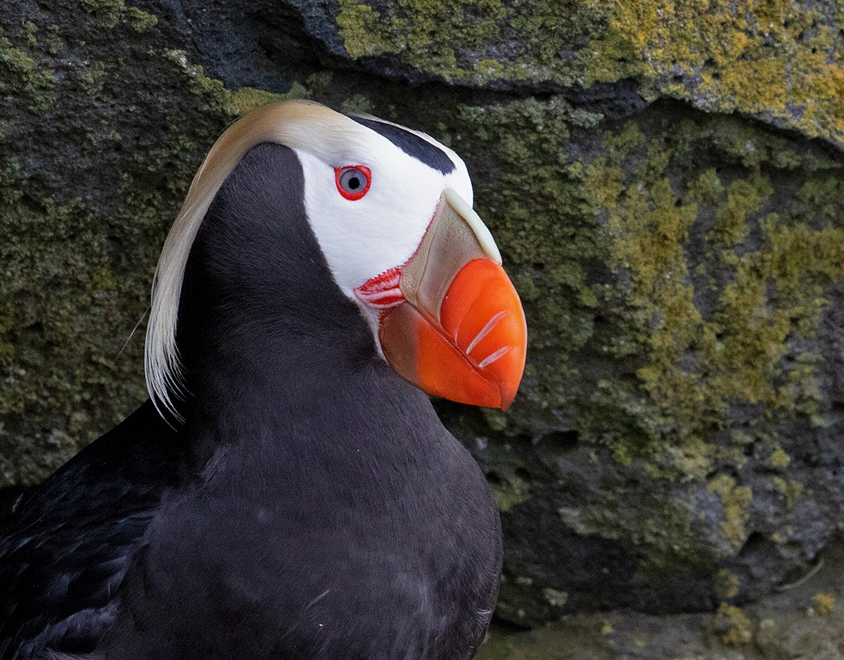 Tufted Puffin - Sam Woods