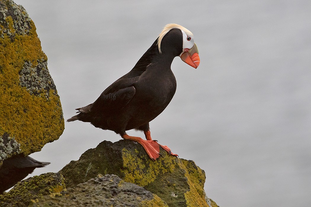 Tufted Puffin - ML107431041