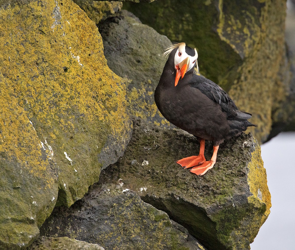 Tufted Puffin - Sam Woods