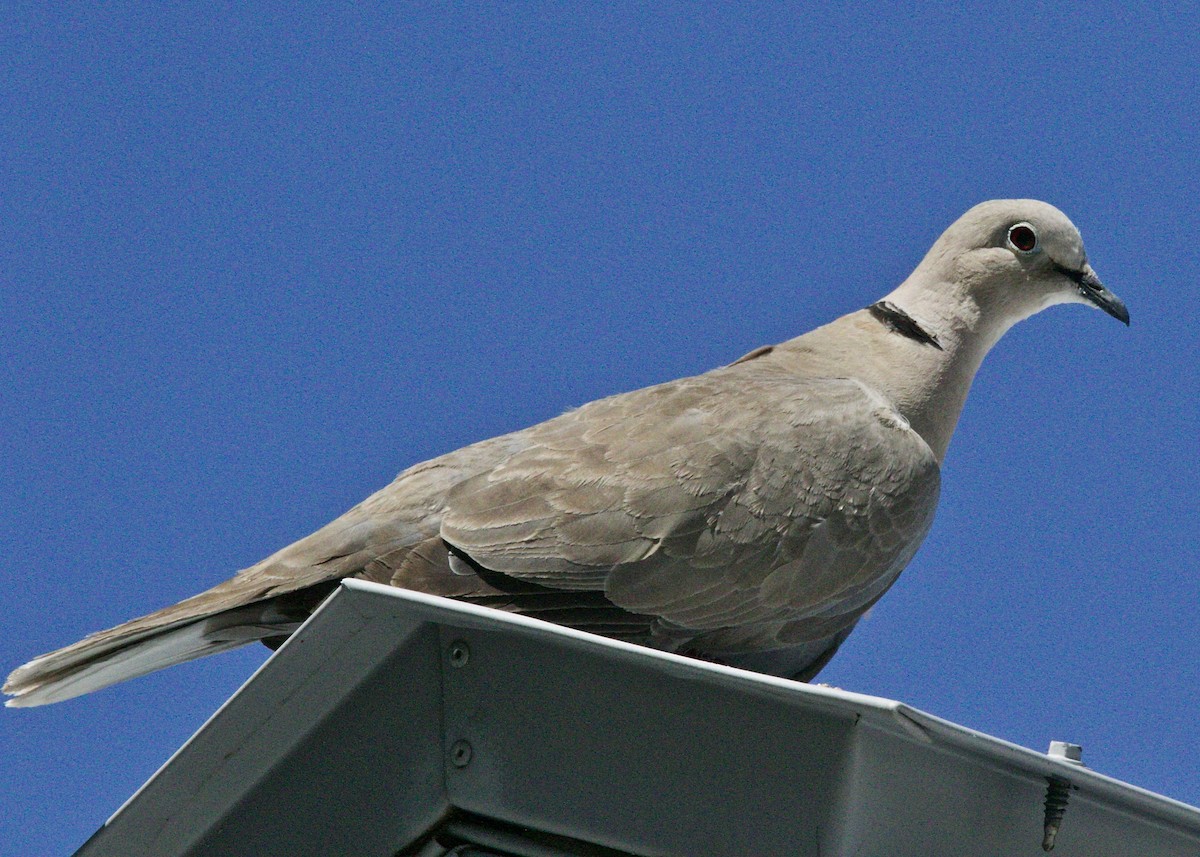 Eurasian Collared-Dove - Dave Bengston