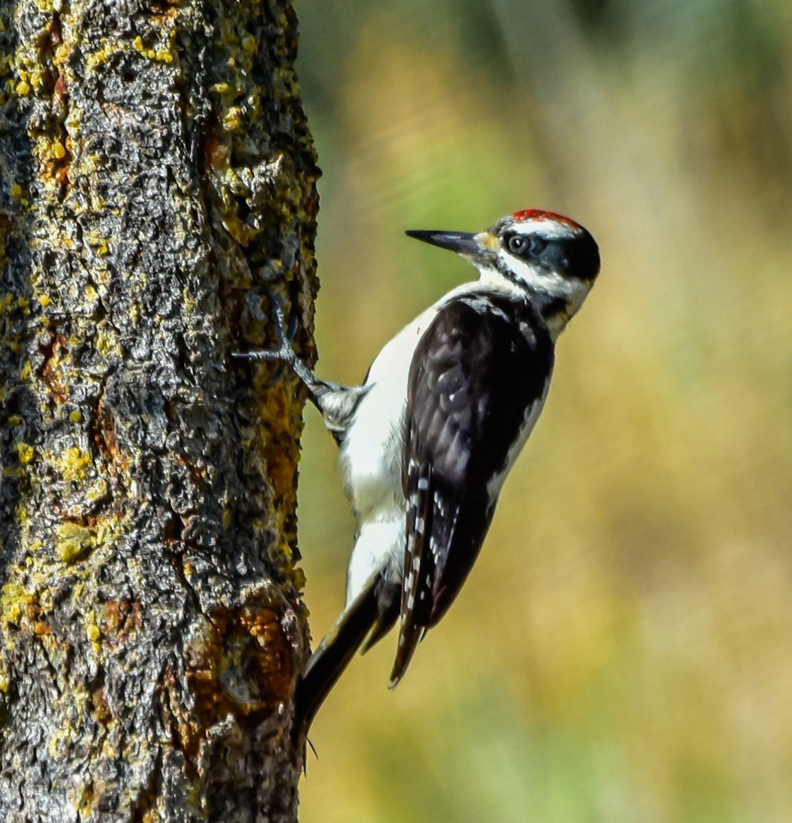 Hairy Woodpecker - Jim Merritt