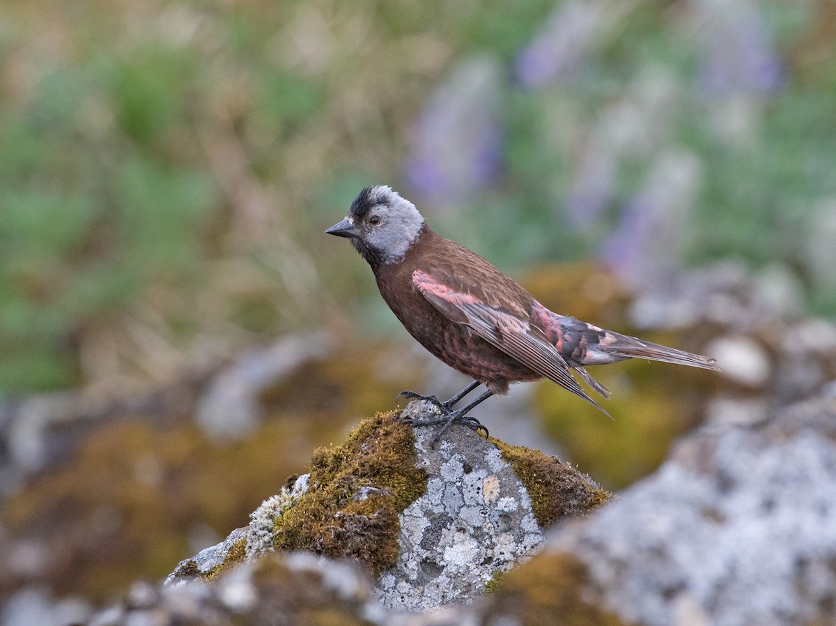 Gray-crowned Rosy-Finch (Pribilof Is.) - ML107432251