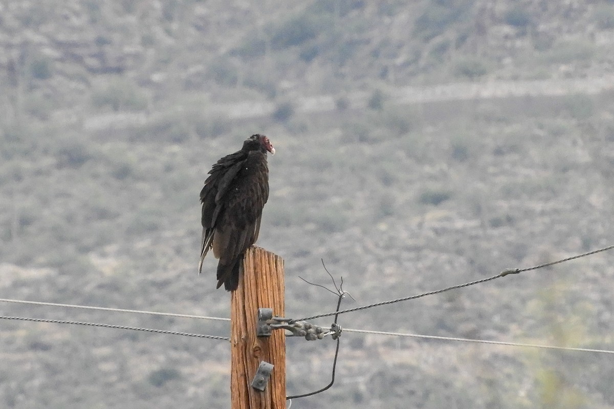 Turkey Vulture - Susan Voelker