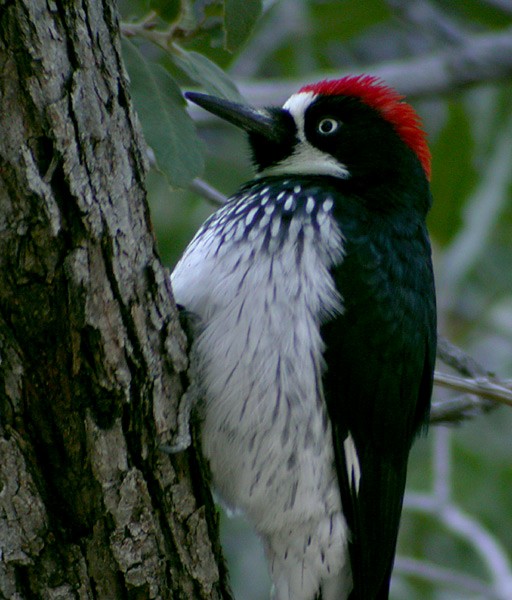 Acorn Woodpecker - Jay Gilliam