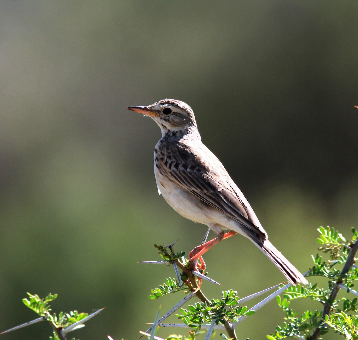 African Pipit - ML107437491