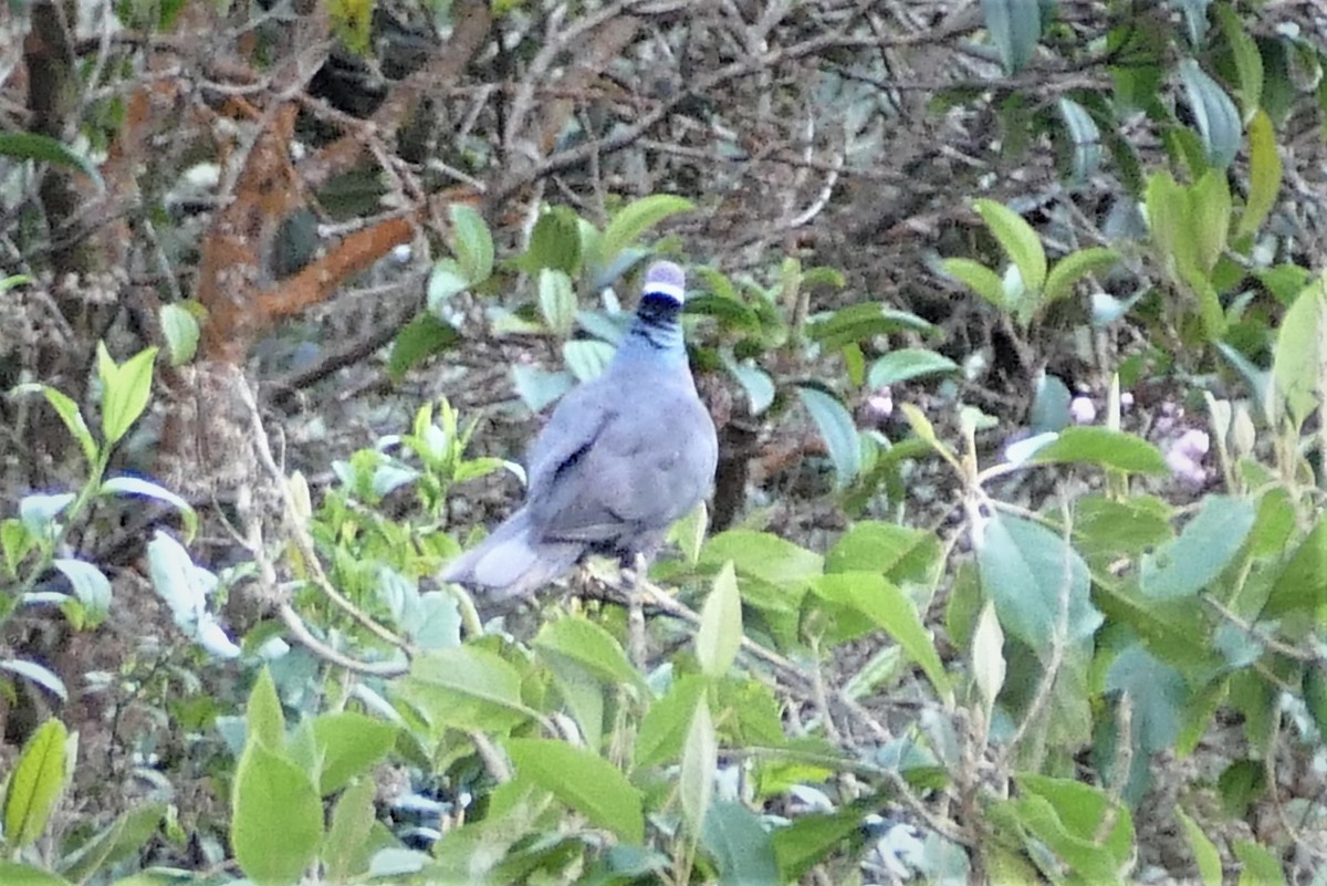 Band-tailed Pigeon - Mark Robbins