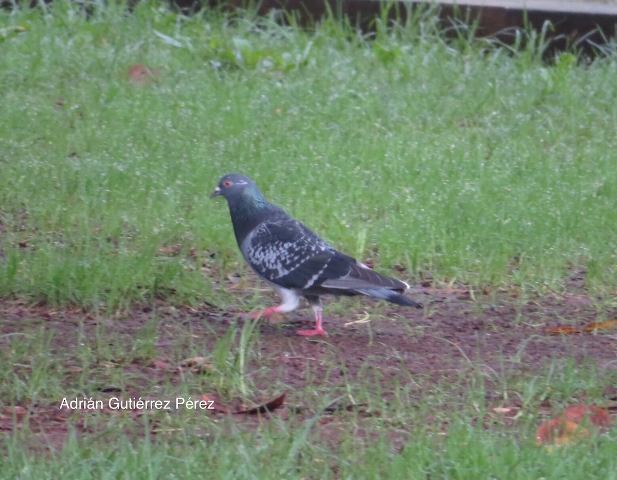 Rock Pigeon (Feral Pigeon) - ML107438511
