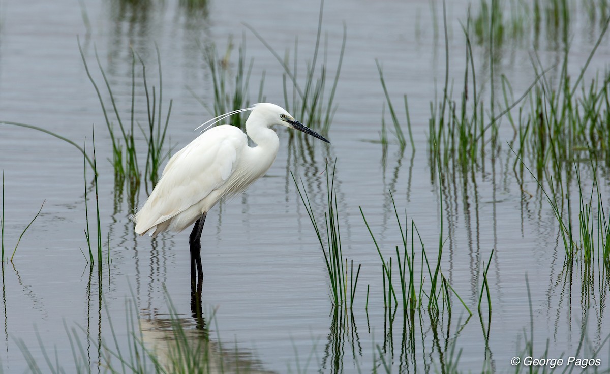 Little Egret - George Pagos