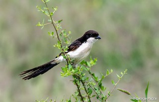  - Long-tailed Fiscal