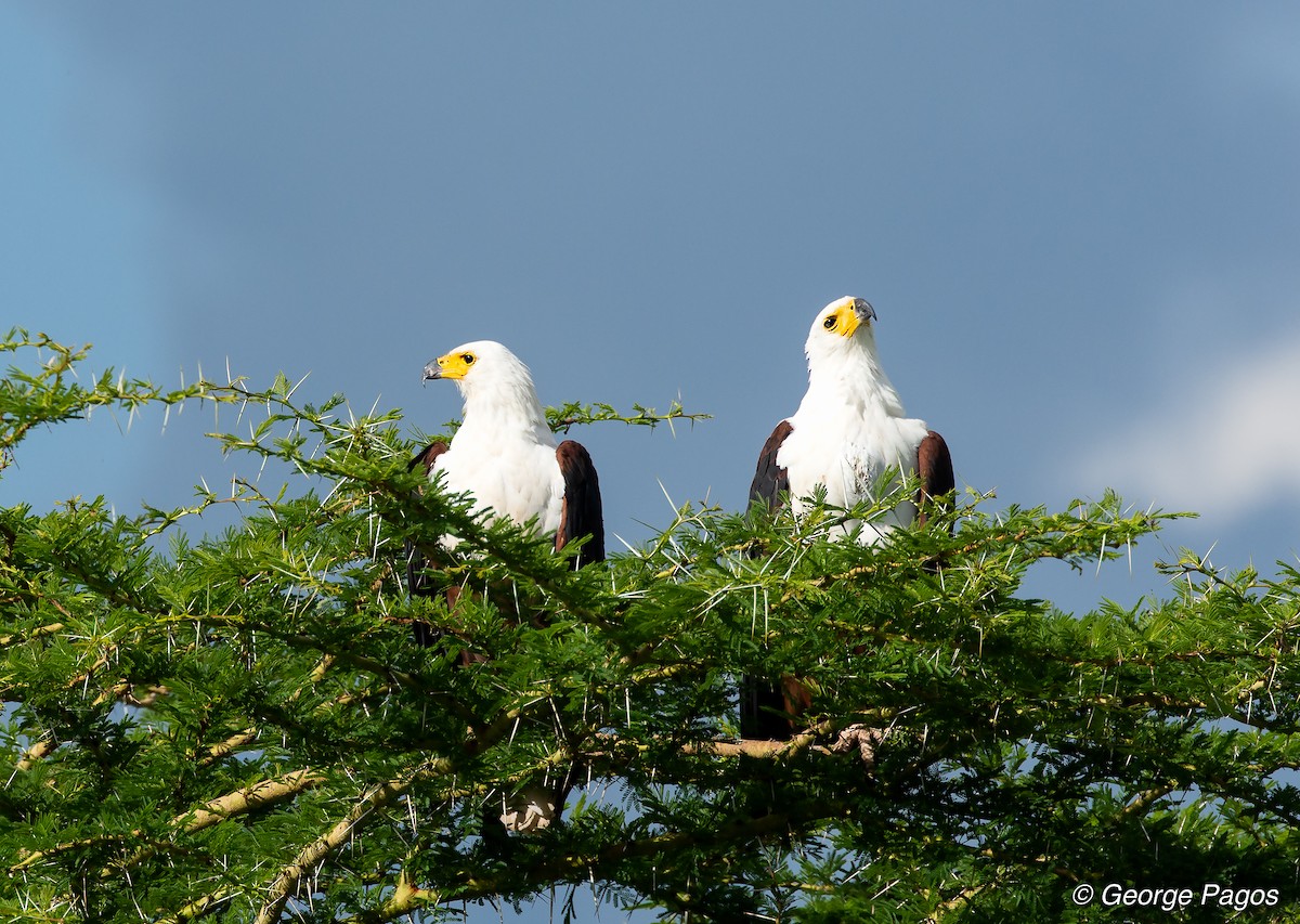 African Fish-Eagle - George Pagos