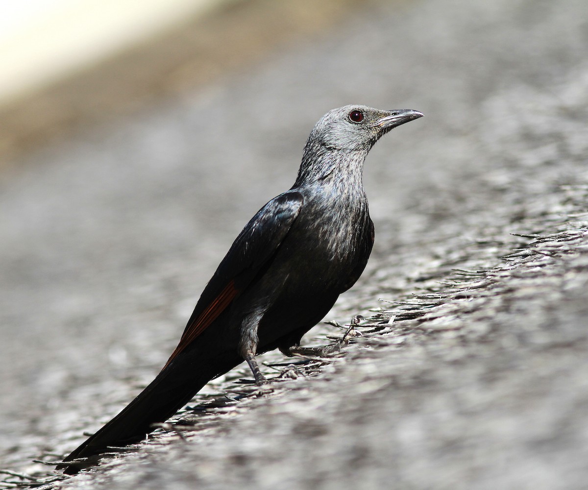 Red-winged Starling - Guy Poisson