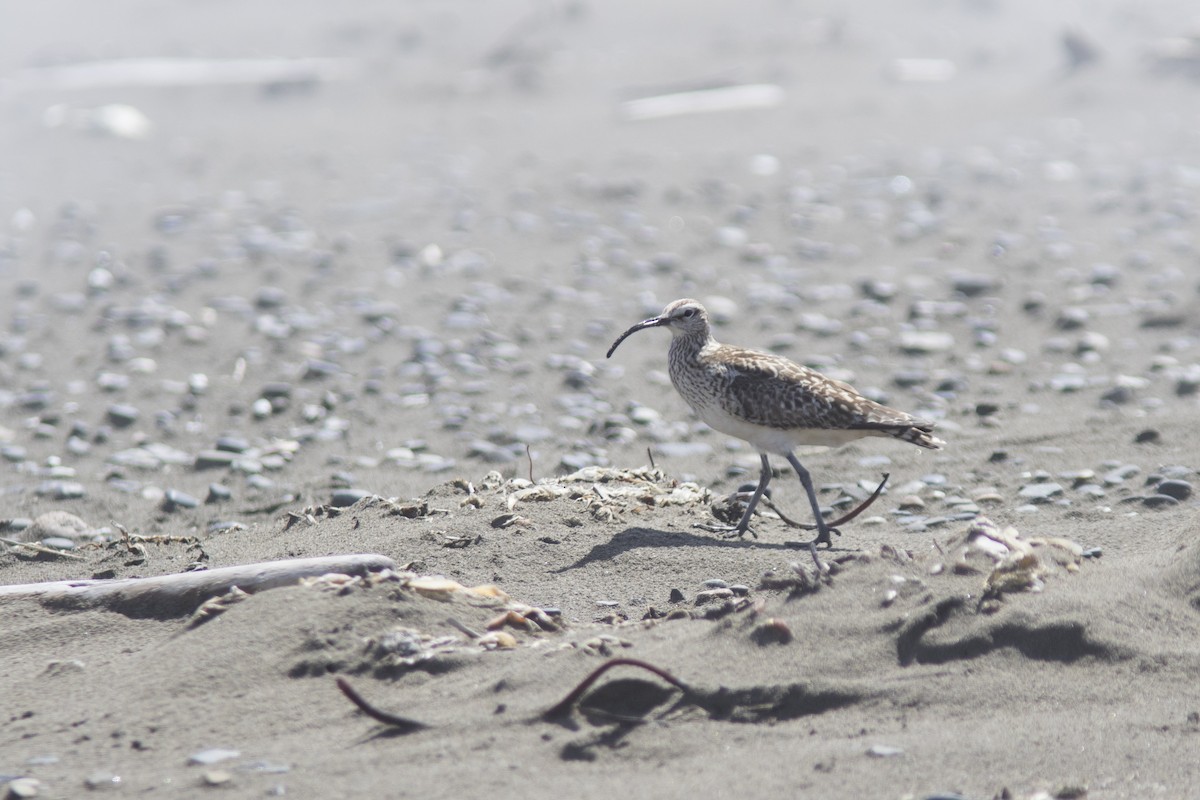 Bristle-thighed Curlew - Bryce Robinson