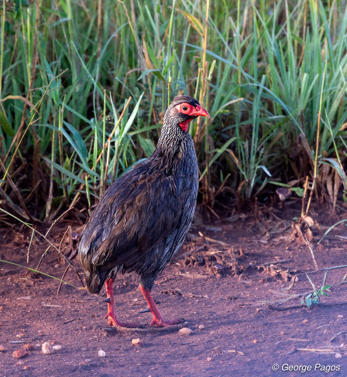 Red-necked Spurfowl - ML107442651
