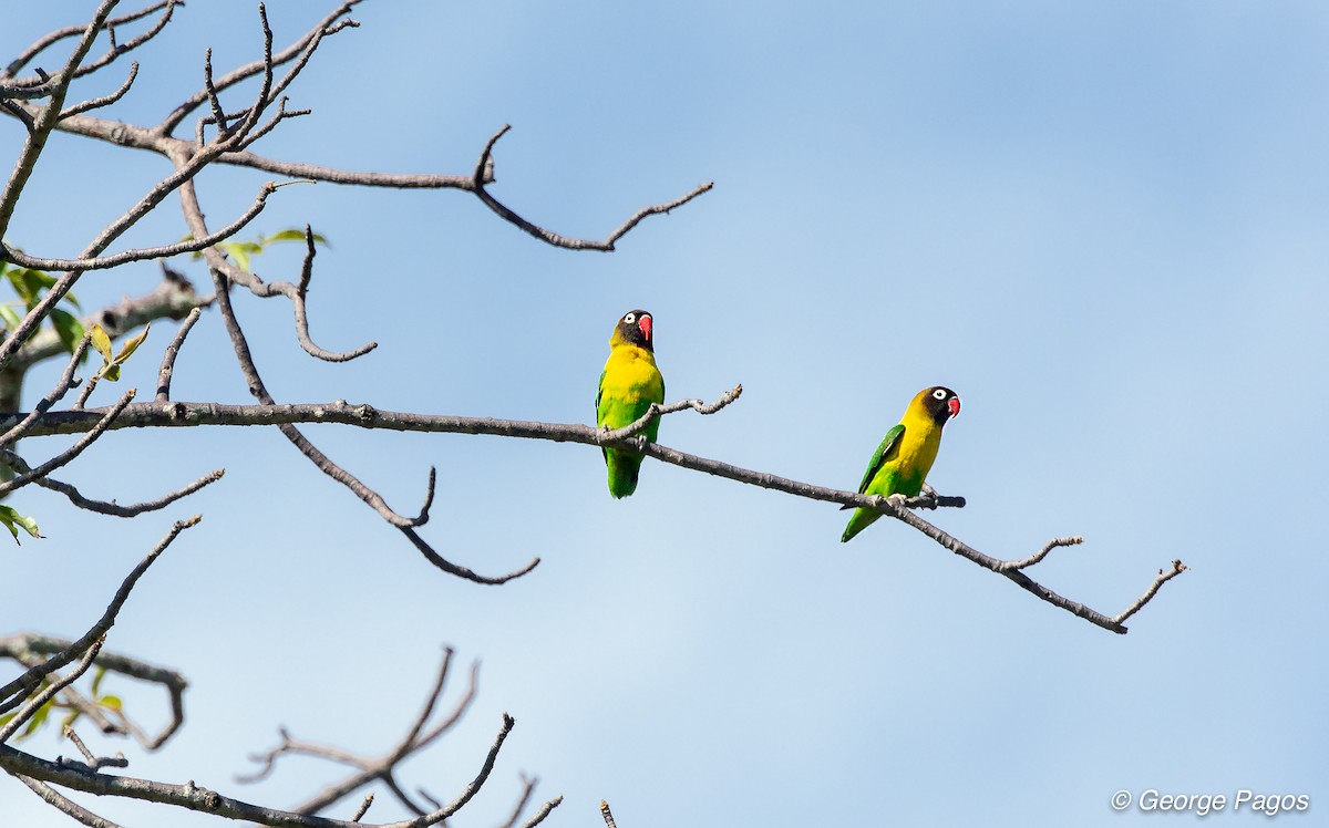 Yellow-collared Lovebird - George Pagos