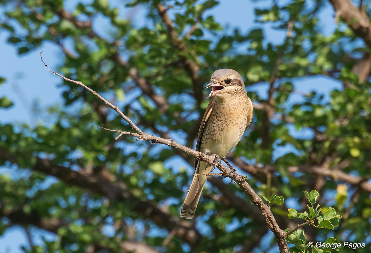 Red-backed Shrike - George Pagos