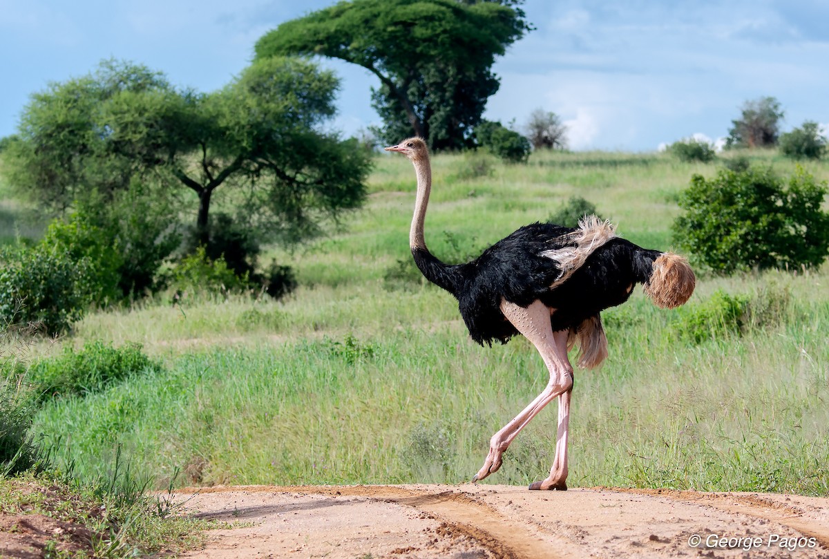 Common Ostrich - George Pagos