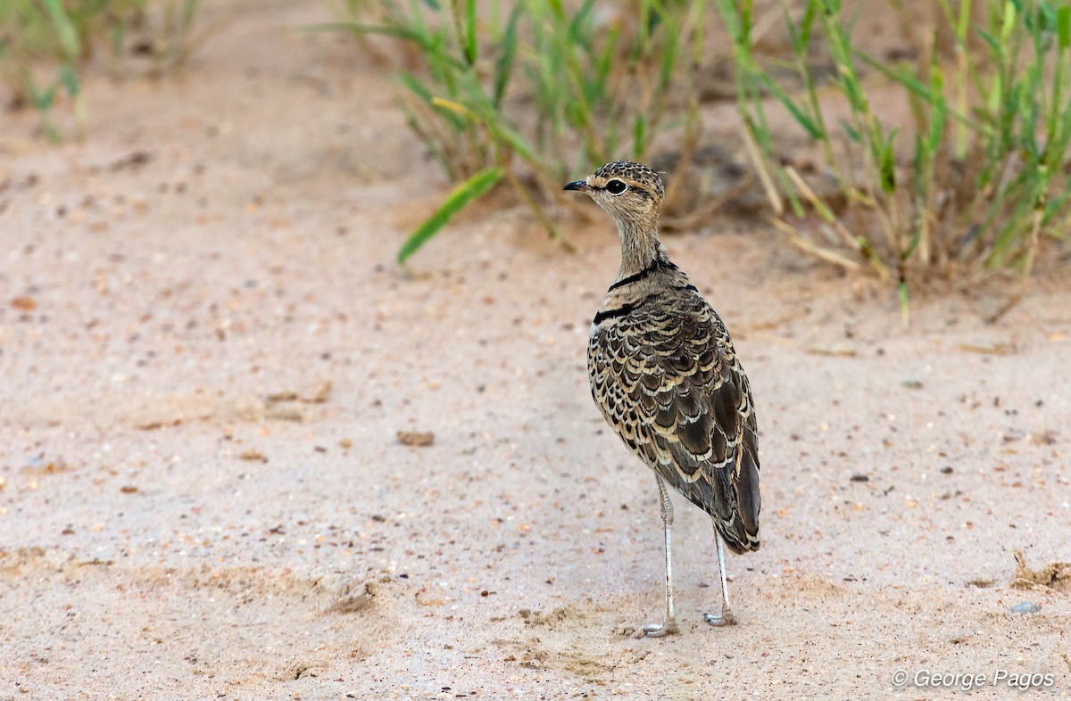 Double-banded Courser - ML107443471