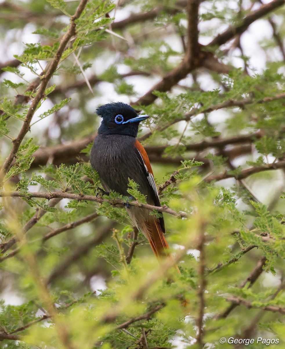 African Paradise-Flycatcher - George Pagos