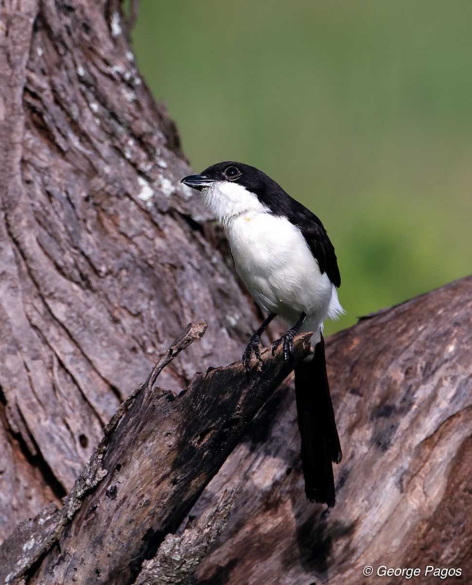 Long-tailed Fiscal - George Pagos