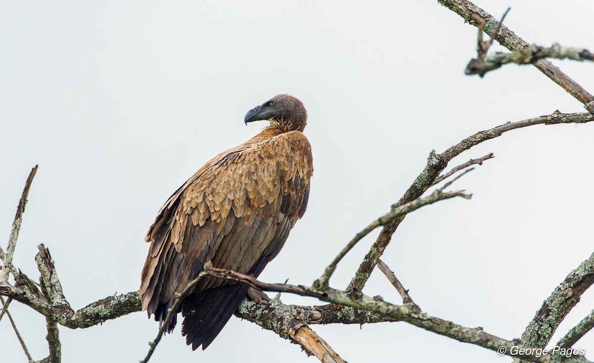 White-backed Vulture - George Pagos