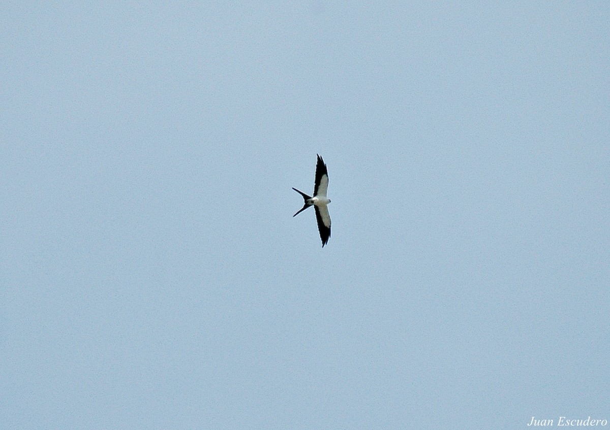 Swallow-tailed Kite - ML107449931