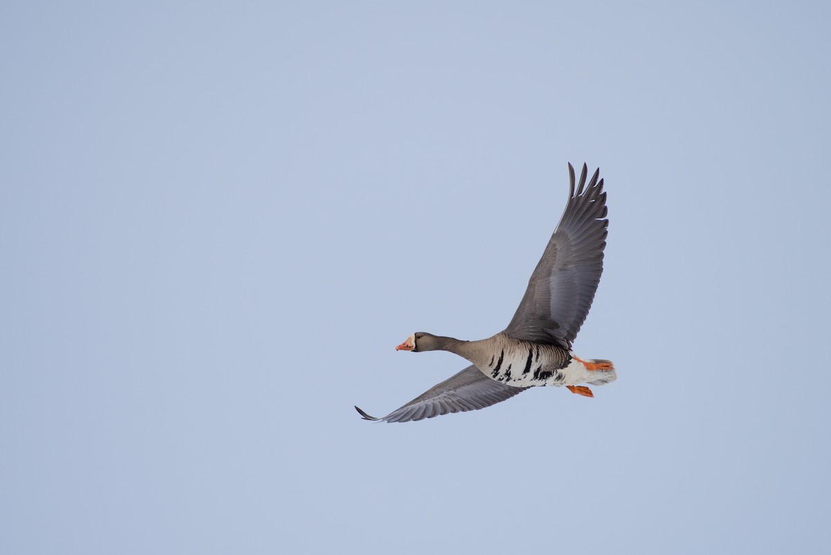 Greater White-fronted Goose (Western) - Tyler Ficker