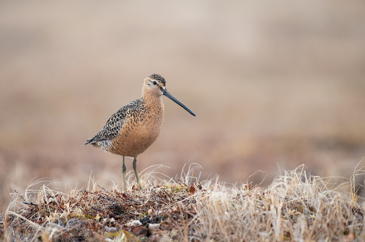 Long-billed Dowitcher - ML107456771