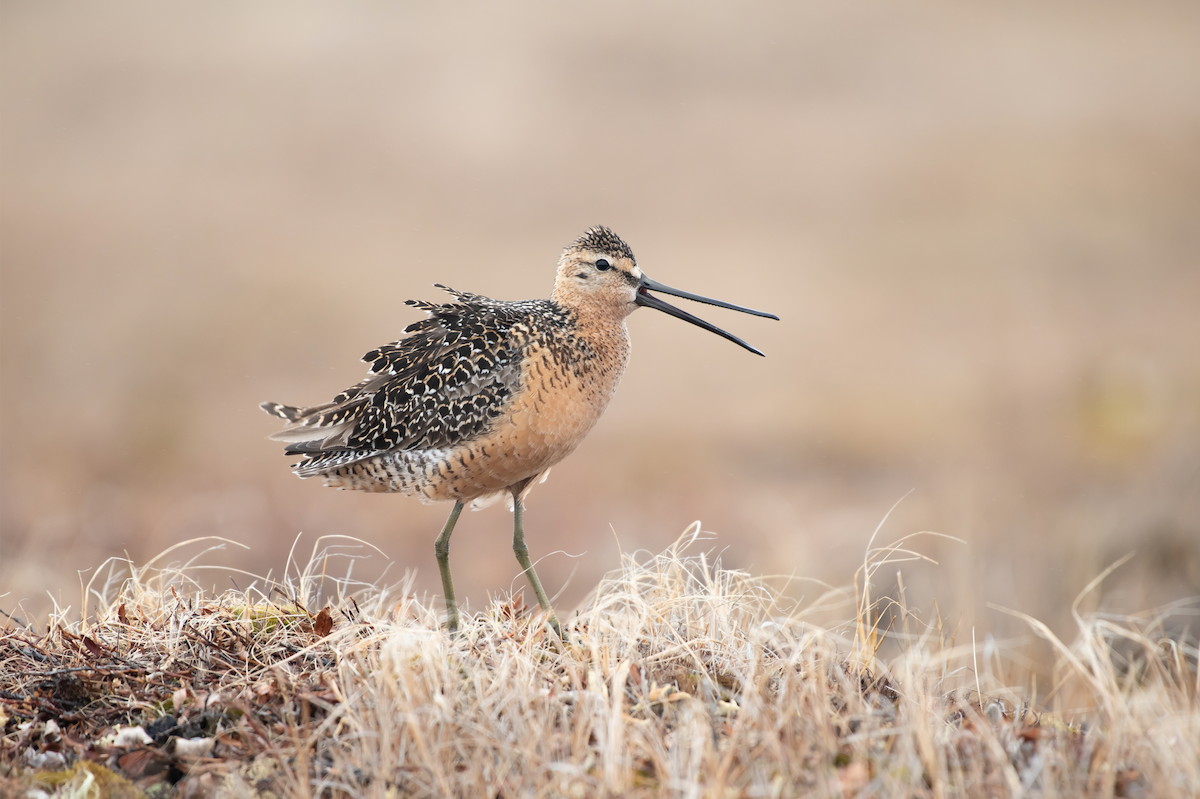 Long-billed Dowitcher - ML107456781