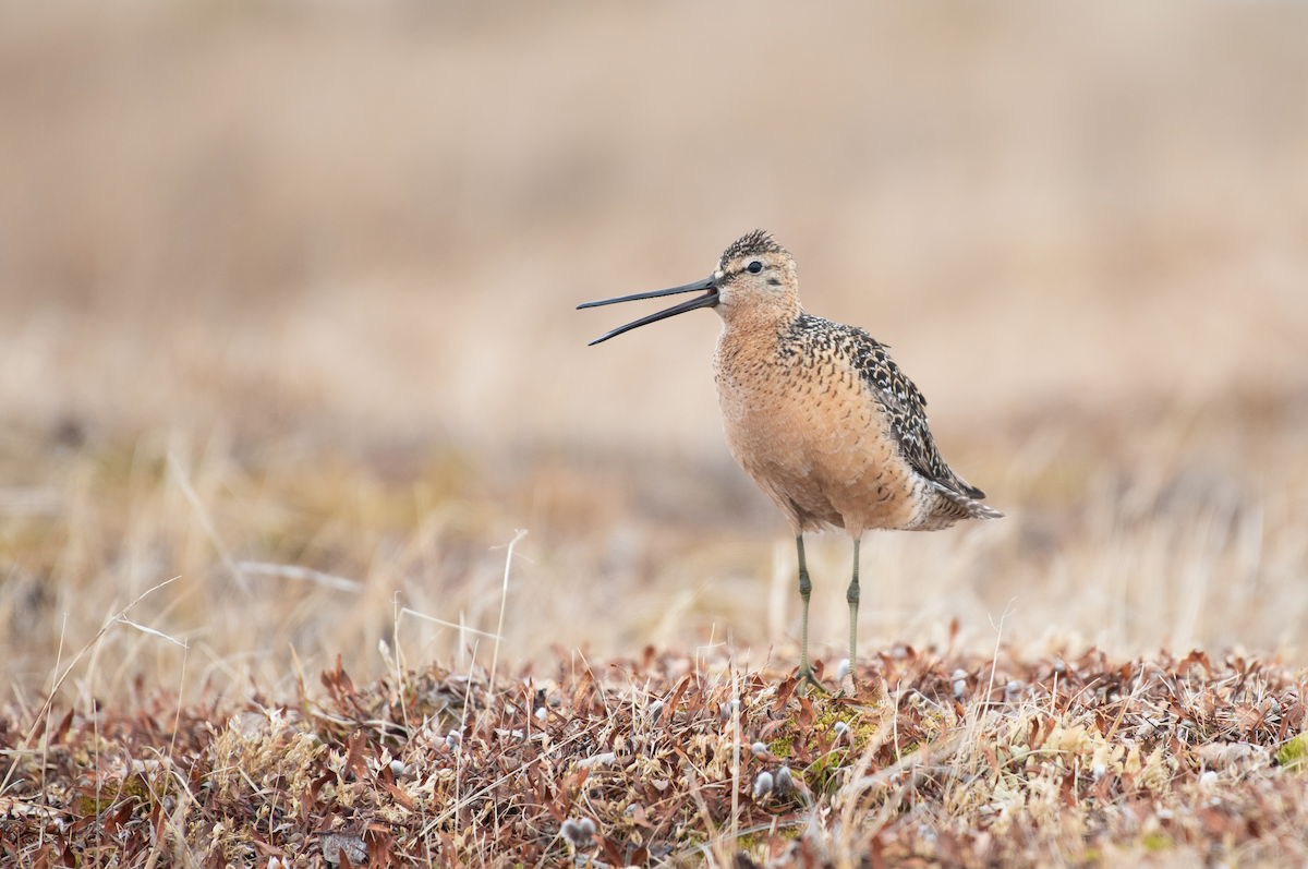 Long-billed Dowitcher - ML107456811