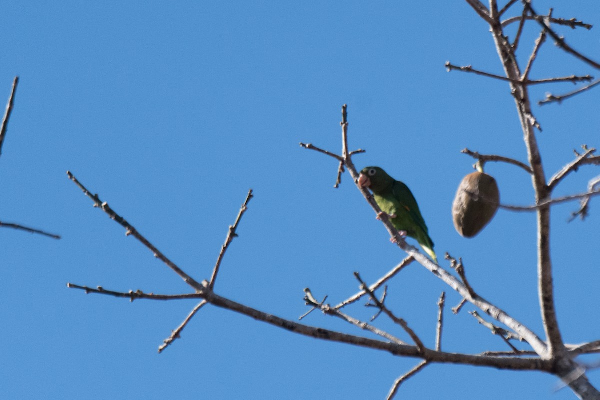 Golden-winged Parakeet - Nige Hartley