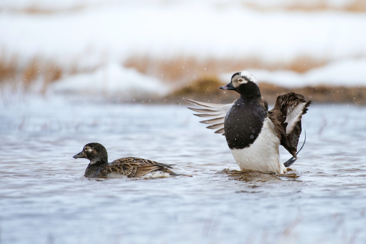 Long-tailed Duck - ML107459121