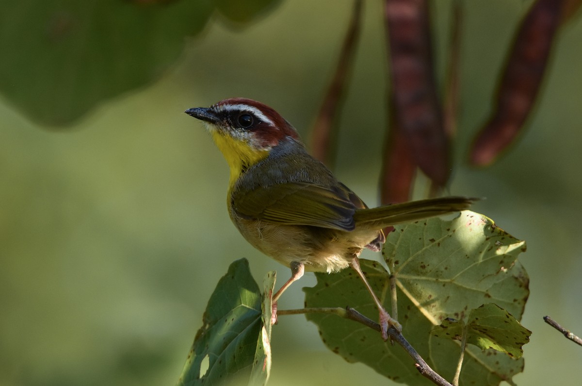 Rufous-capped Warbler - ML107459401