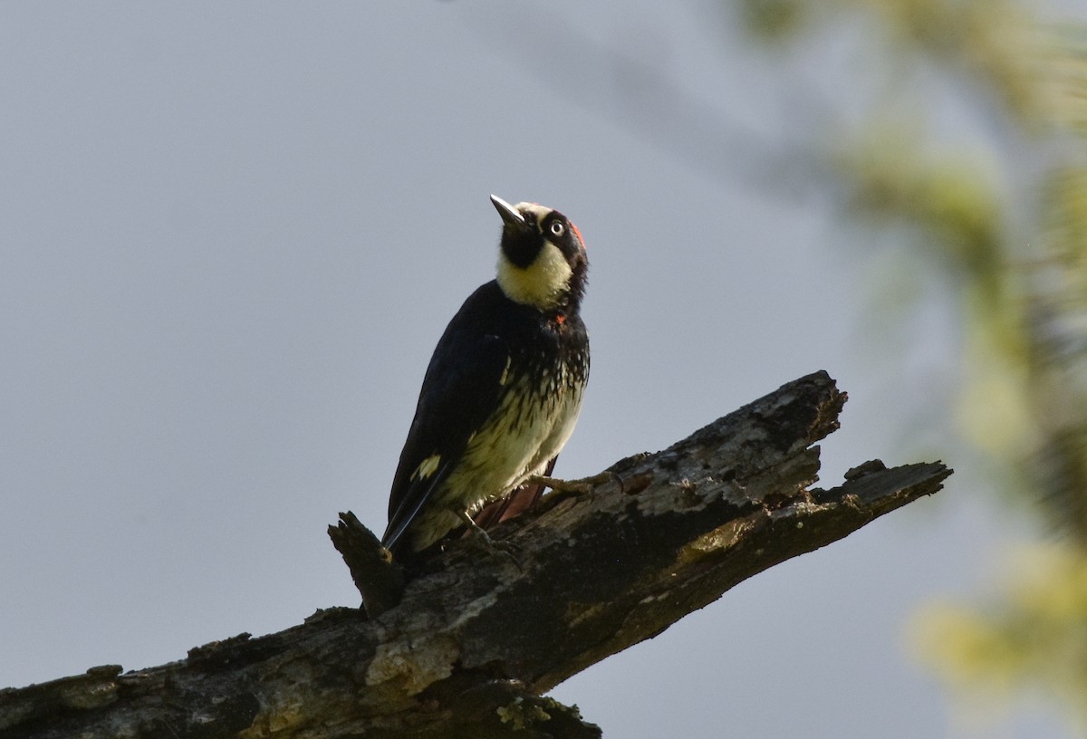 Acorn Woodpecker - ML107459491