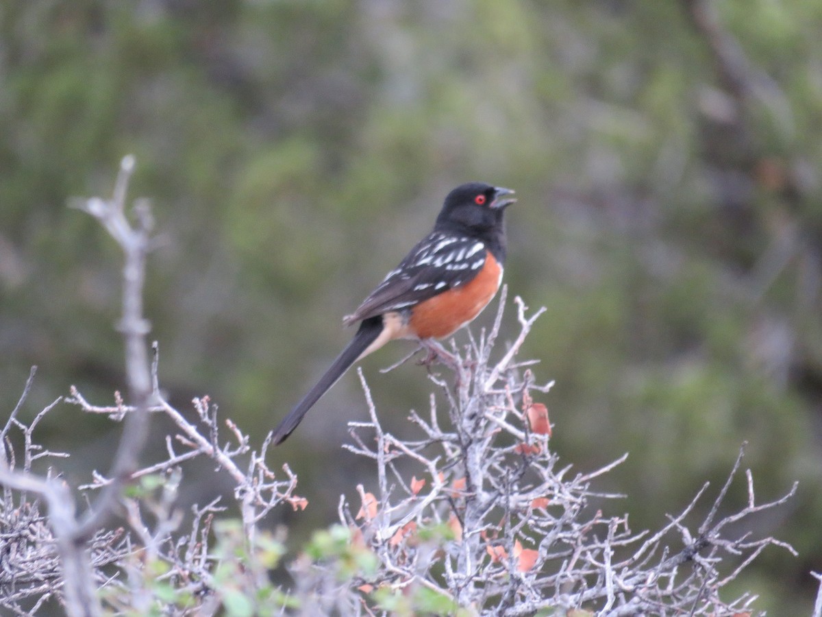 Spotted Towhee - ML107459581