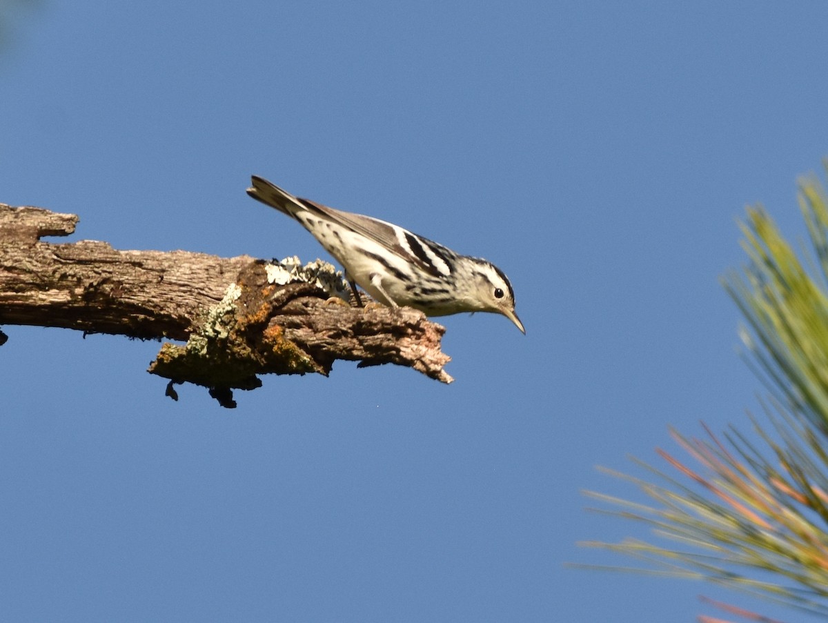 Black-and-white Warbler - ML107459601