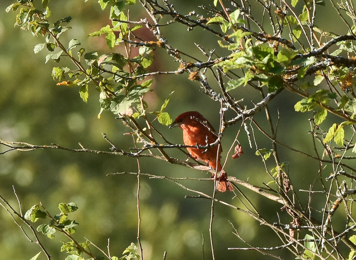 Hepatic Tanager - ML107459721