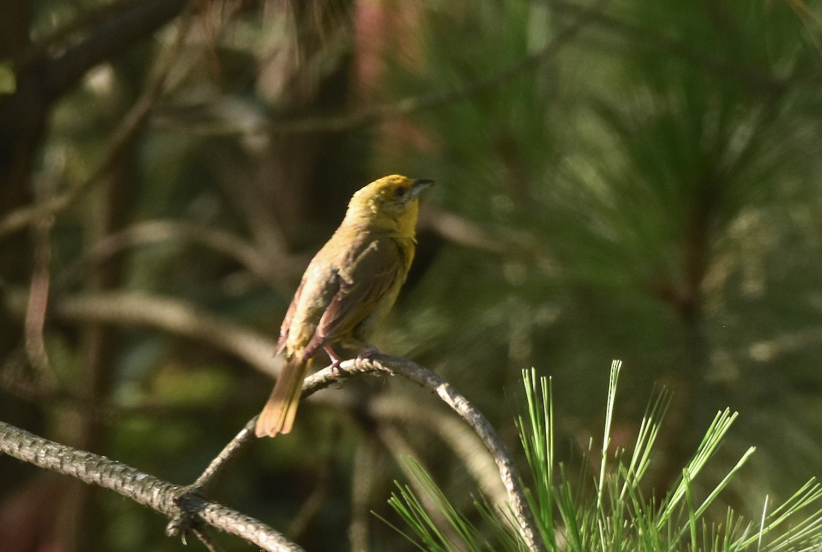 Hepatic Tanager - ML107459771