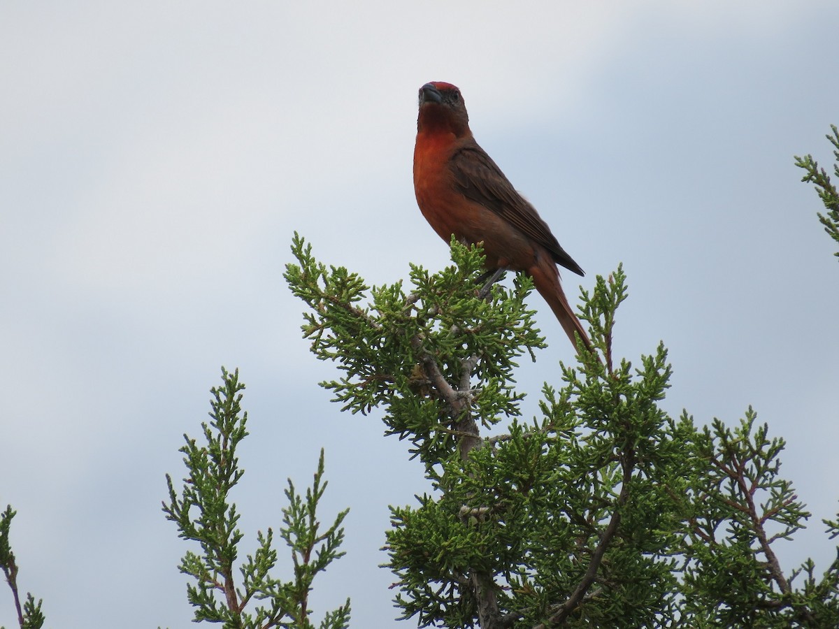 Hepatic Tanager - ML107459911