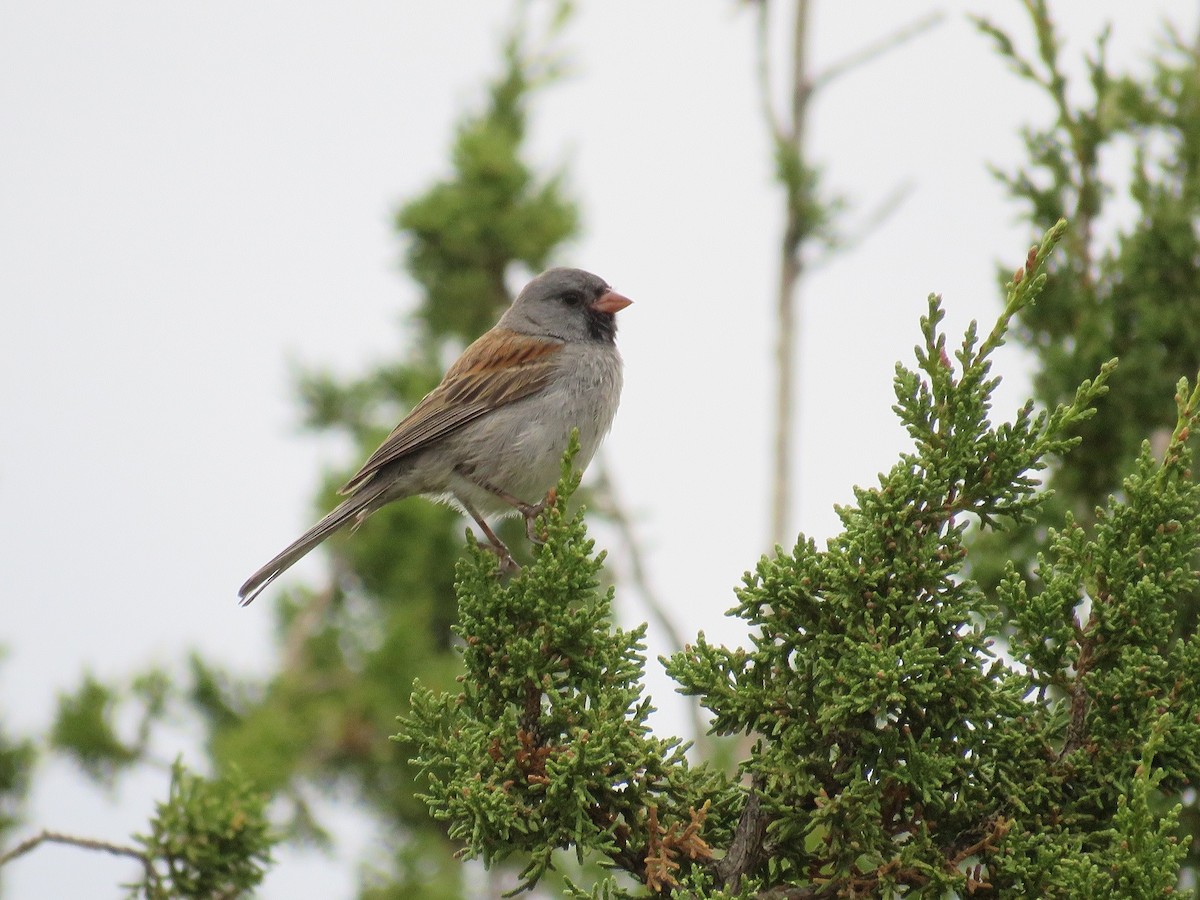 Black-chinned Sparrow - ML107459981
