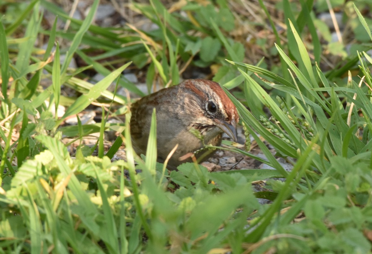 Rufous-crowned Sparrow - ML107459991