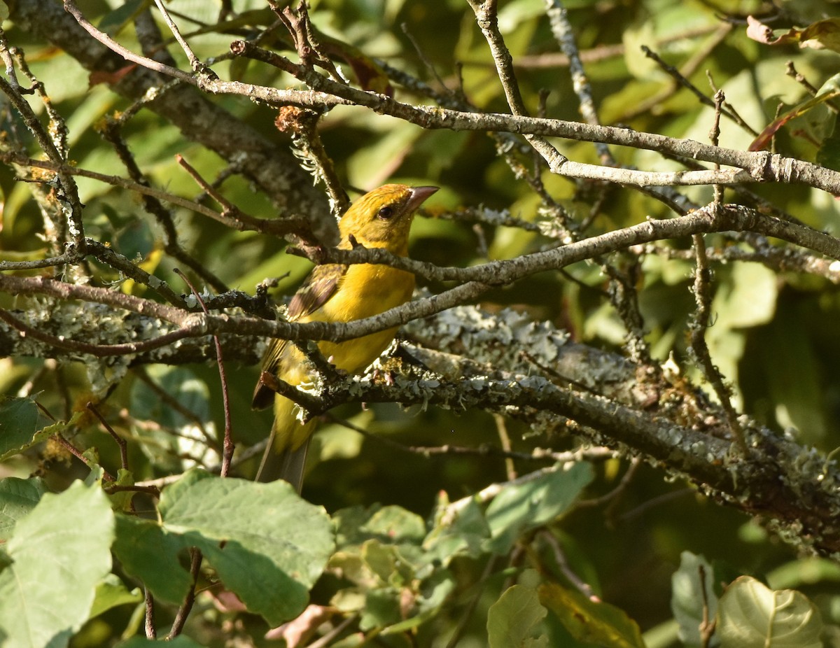 Flame-colored Tanager - ML107460111