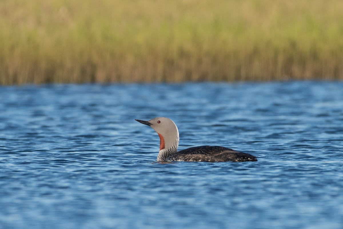 Red-throated Loon - ML107460471