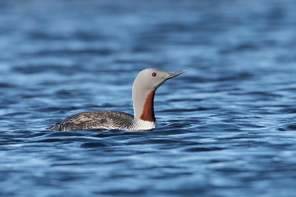 Red-throated Loon - ML107460481