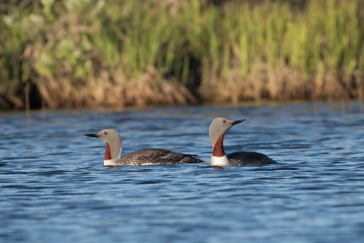 Red-throated Loon - ML107460491
