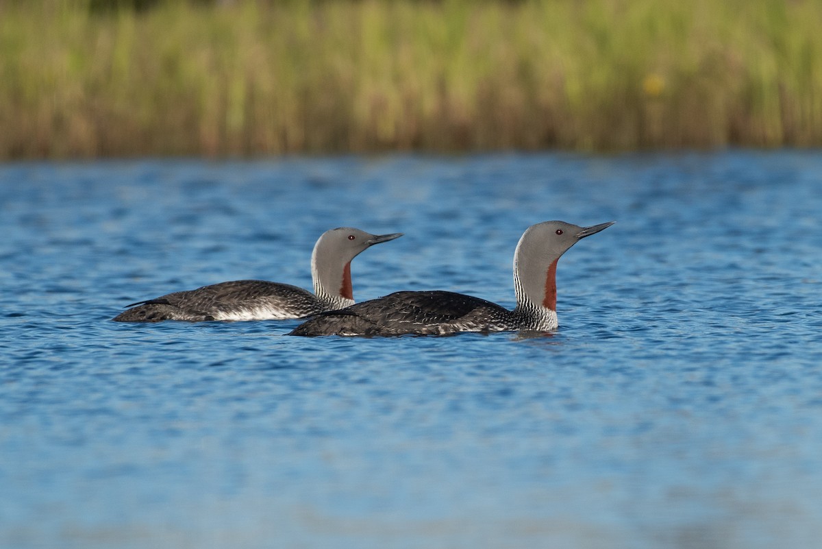 Red-throated Loon - ML107460511