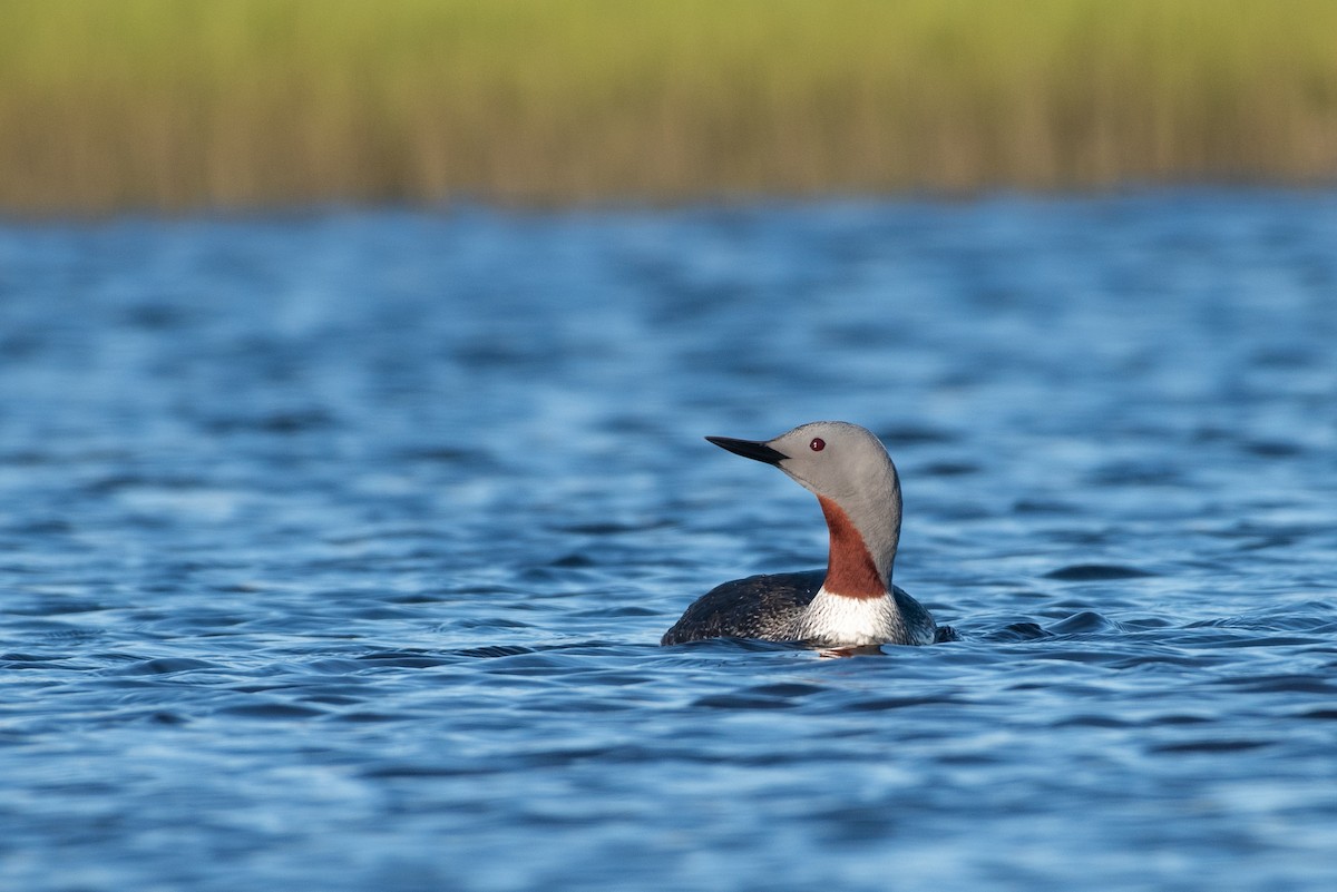 Red-throated Loon - ML107460521