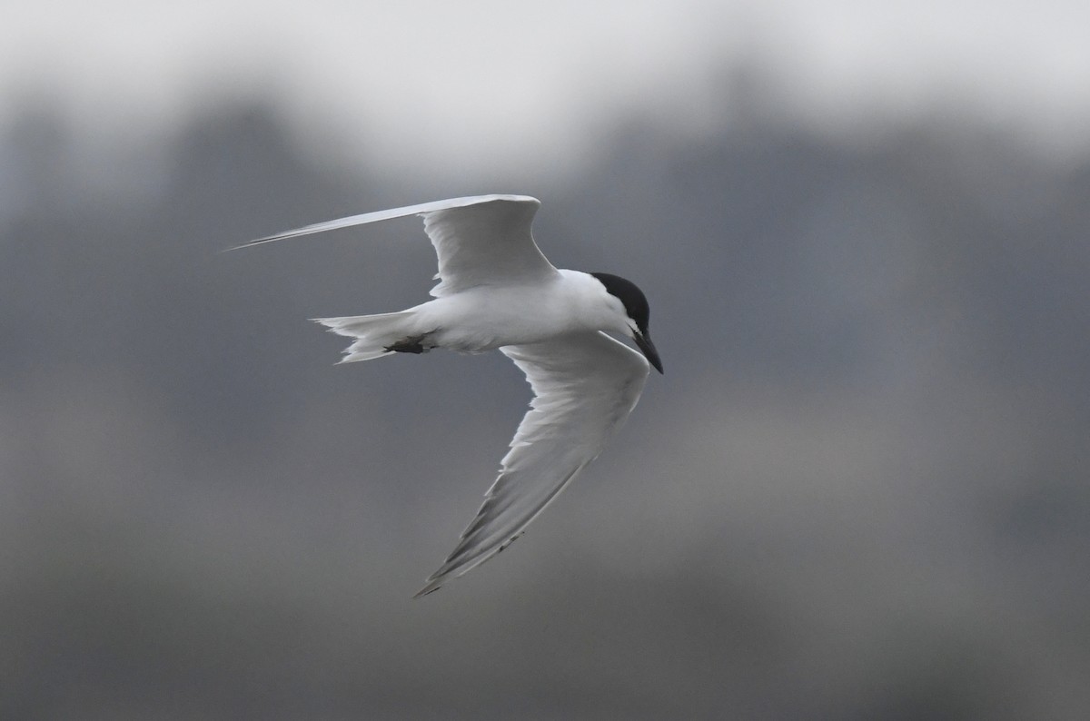 Gull-billed Tern - Catherine Zinsky