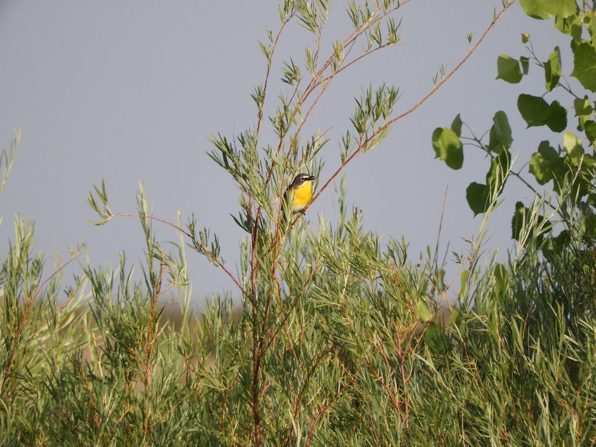 Yellow-breasted Chat - Peter Olsoy
