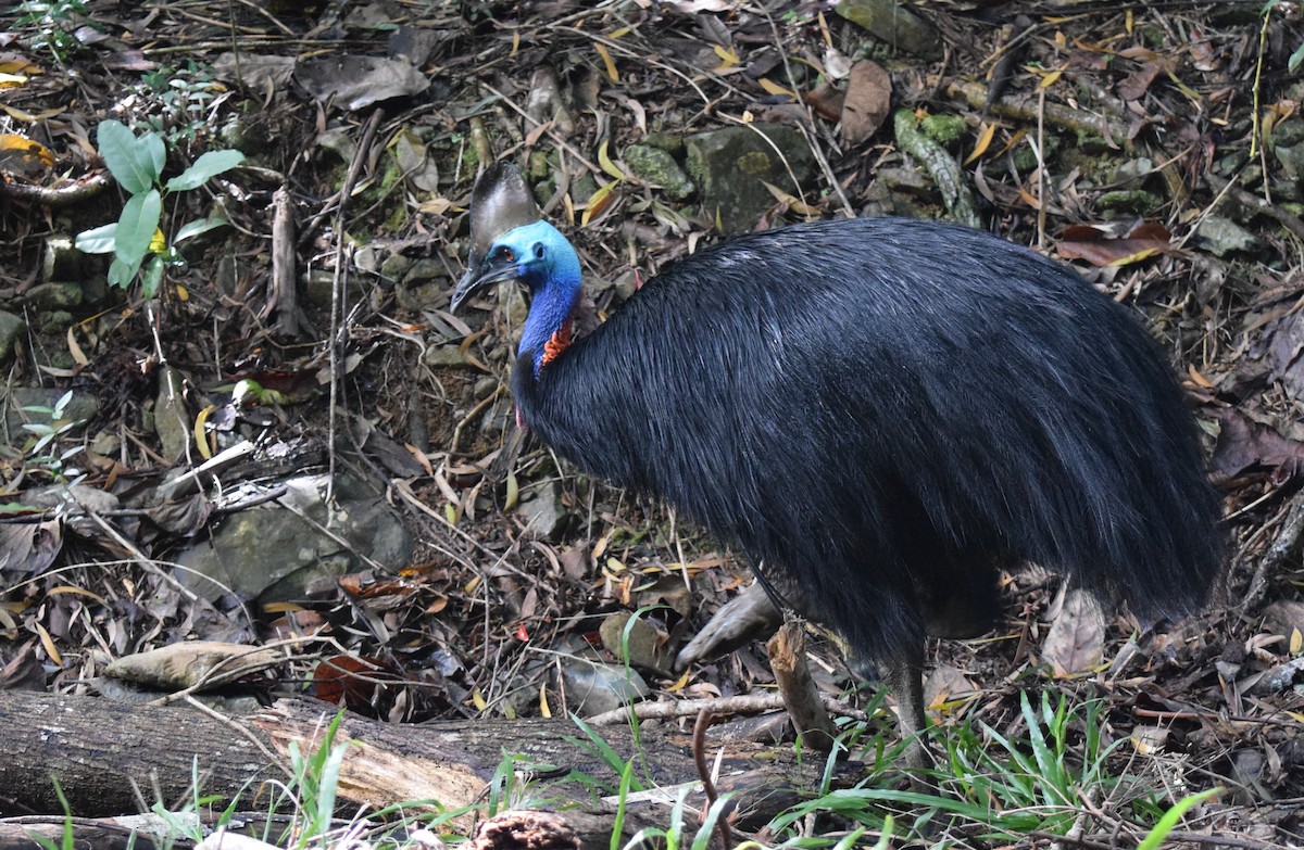 Southern Cassowary - Sean Lewis